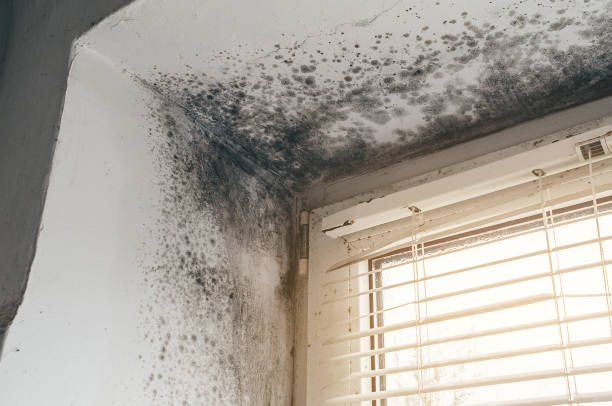 Trusted Basement Mold Remediation service in Mount Airy, NC - Cheap Mold Removal