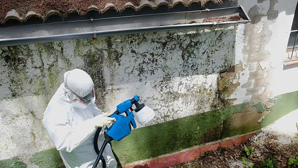 Trusted Commercial Mold Remediation service in Mount Airy, NC - Cheap Mold Removal